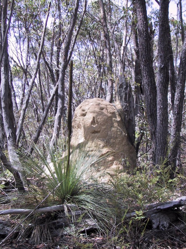 Grass tree and termite mound