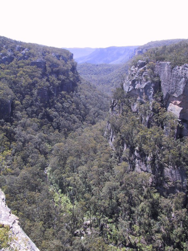 Tree ferns below