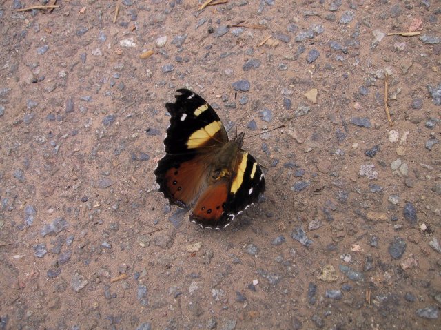 Butterfly