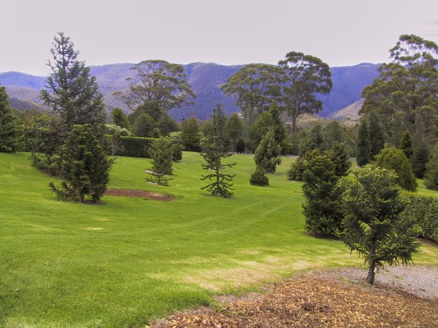 Araucaria species demo garden