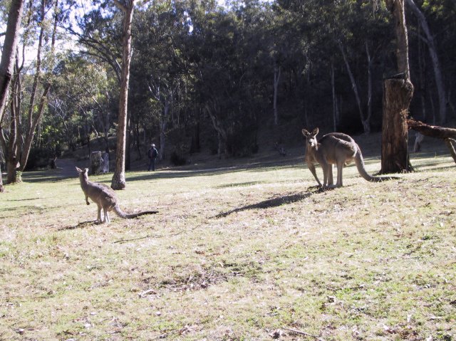 Roos