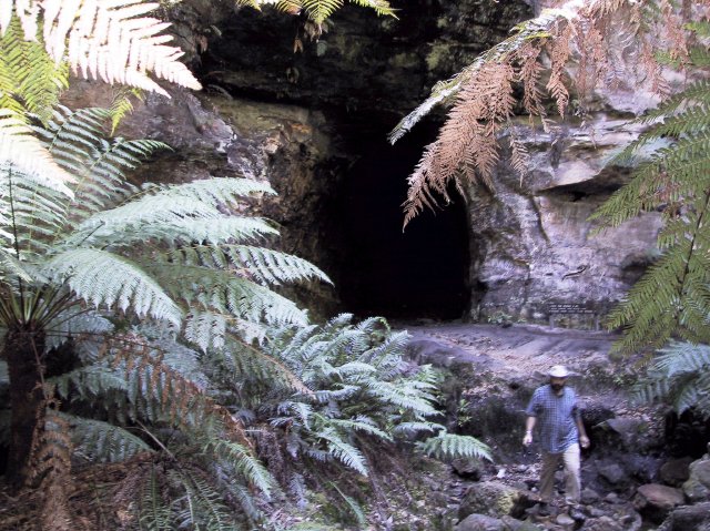 Cave and ferns