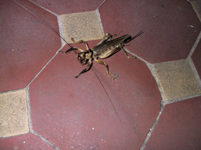 Weirdass cricket