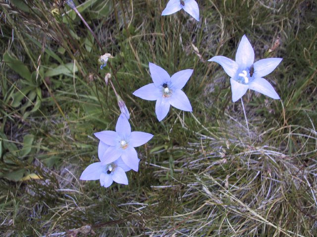 Bluebells?