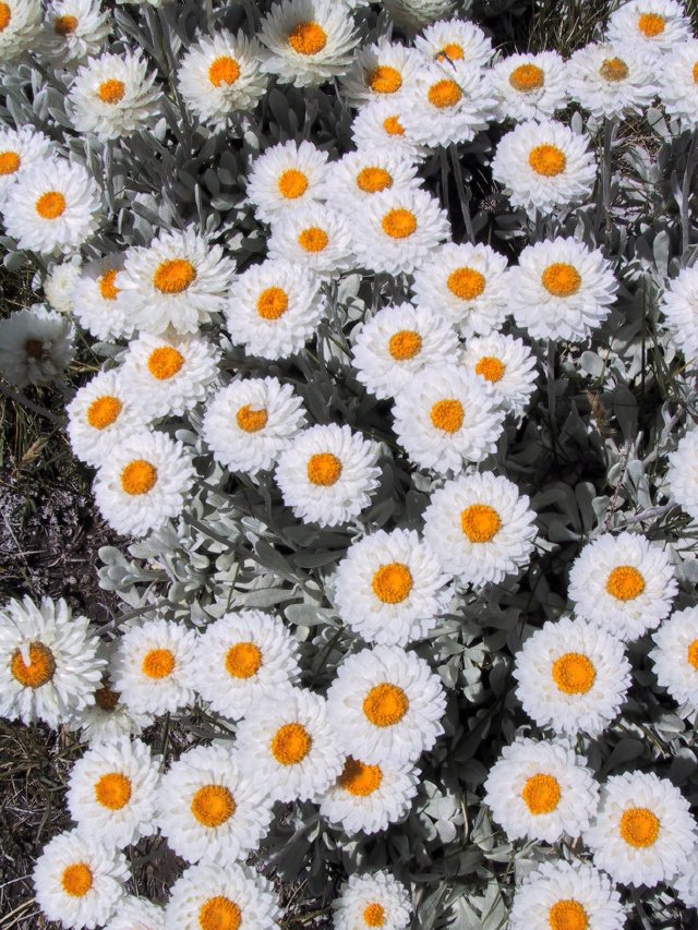 Strawflowers