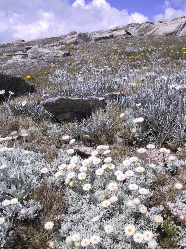 Nice wildflowers