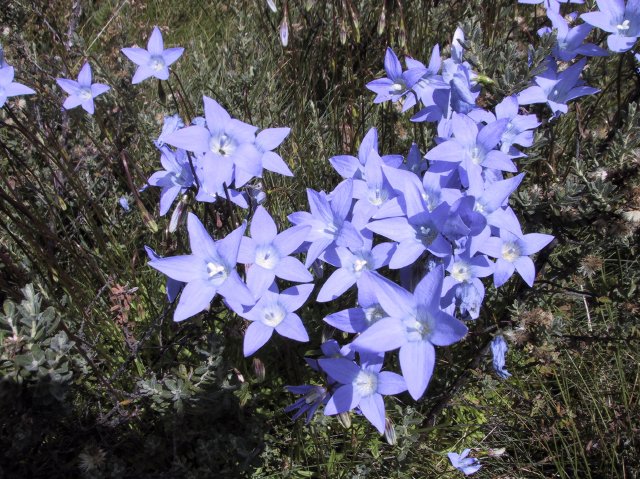 Bluebells