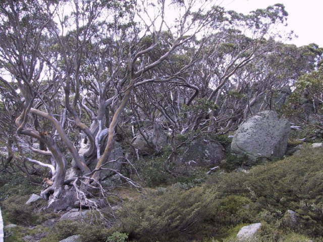 Snowgums