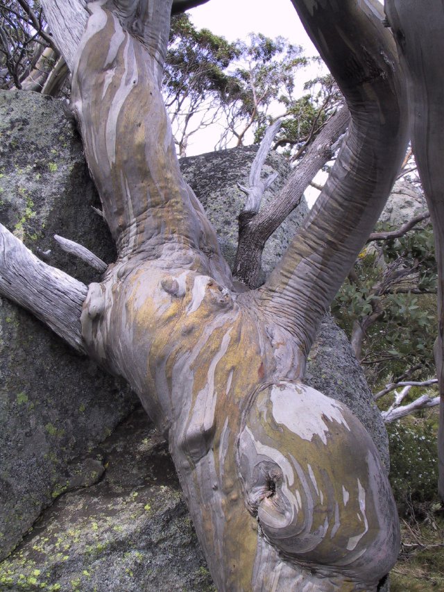 Snowgums, up close