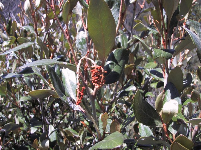 Grevillea victoriaeaeae