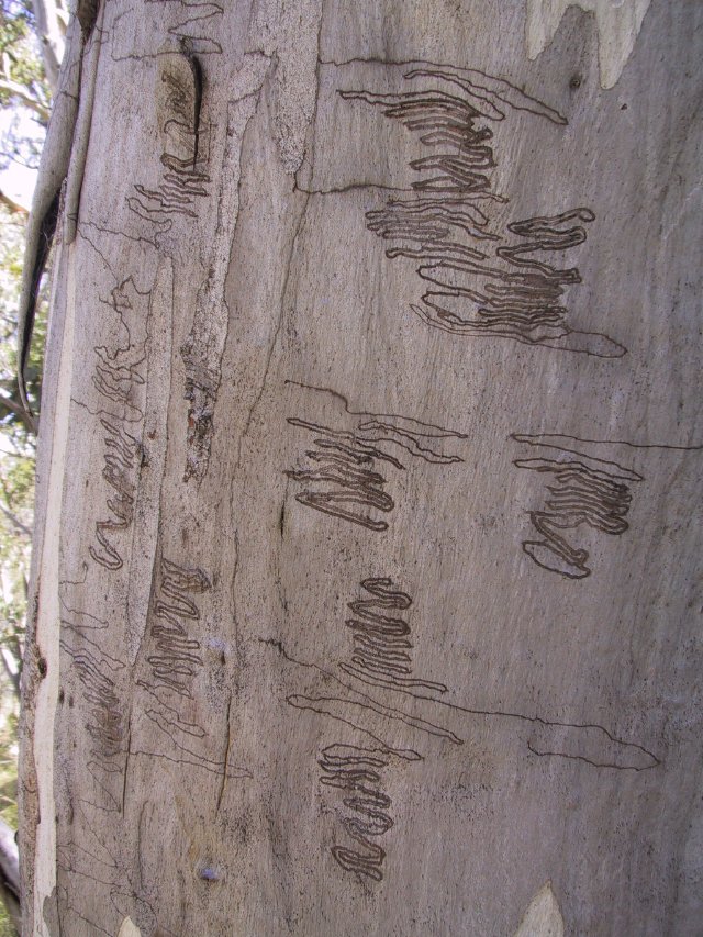 Scribblybark gum