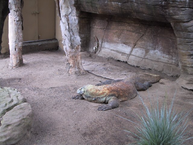 Komodo Dragon