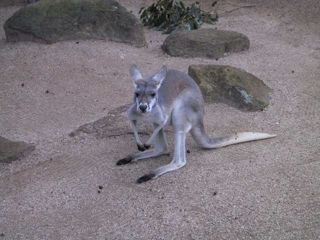 Macropod