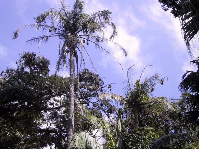 Flying foxes in the palm trees