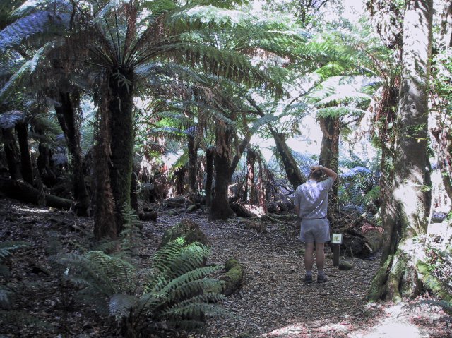 Fern Gully at Notley's Gorge State Reserve