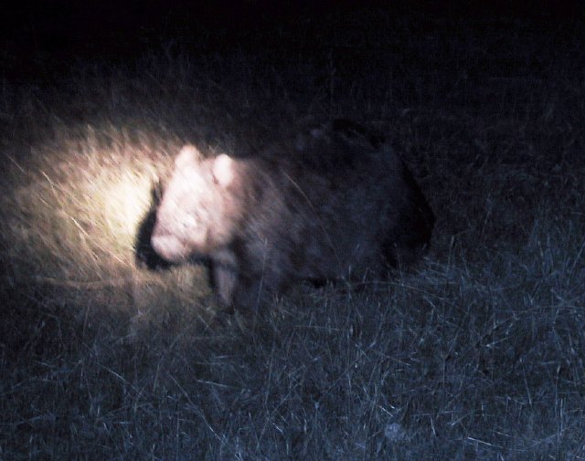 We went out spotlighting in Mt William, and caught this wombat in the wild!