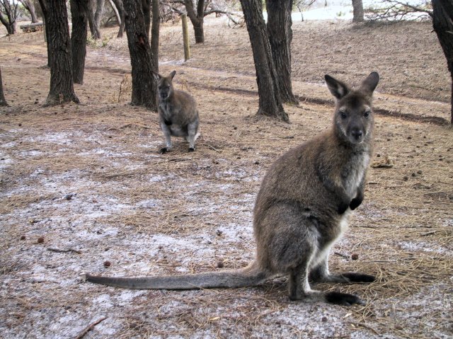 Wallaby, Stumpys Bay campsite