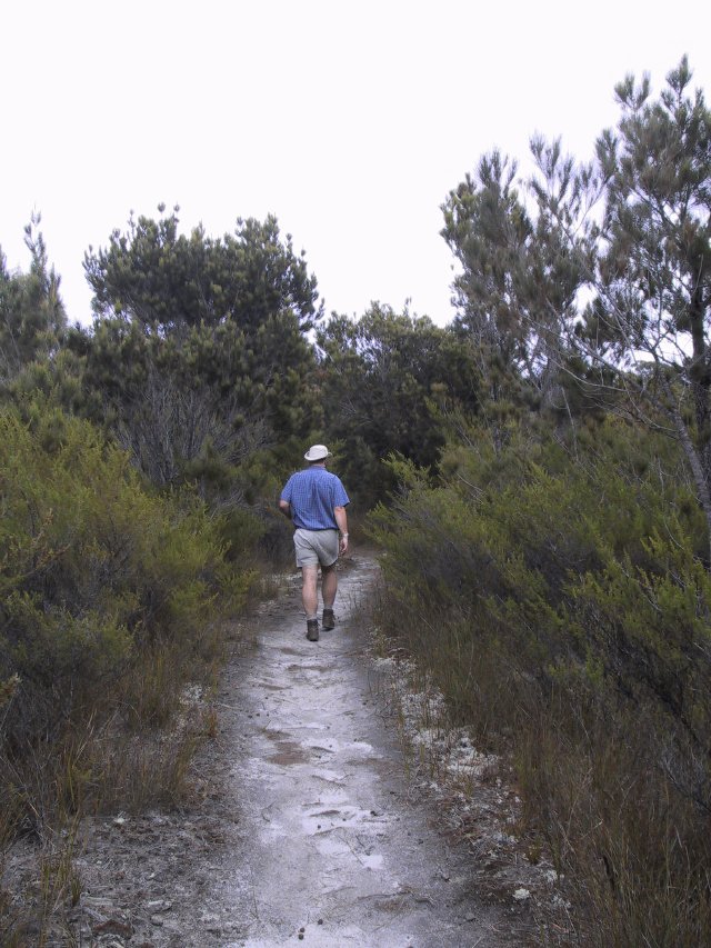 Up Mt William National Park