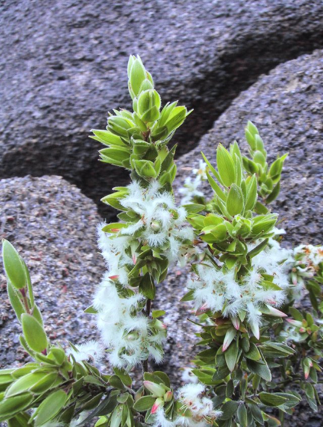 Totally confusing for the camera to focus.  Freycinet NP, Tasmania.