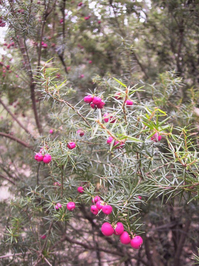 Another one of these bushes.  Ouch.