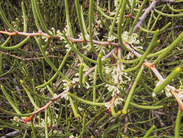 Hakea flowers