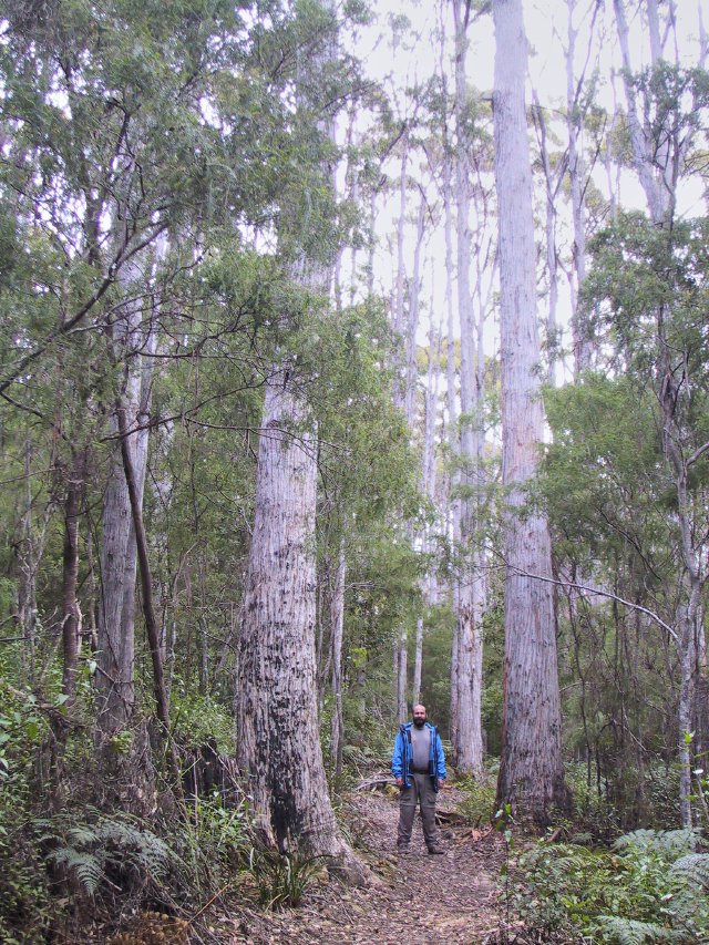 Chris in the tall eucalypts