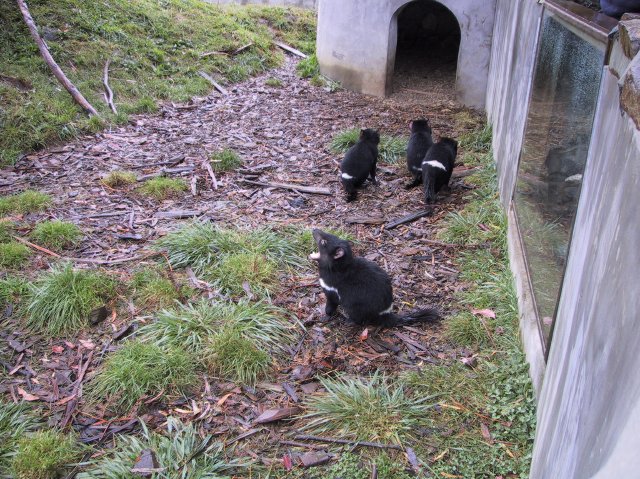 Tasmanian Devil Park.