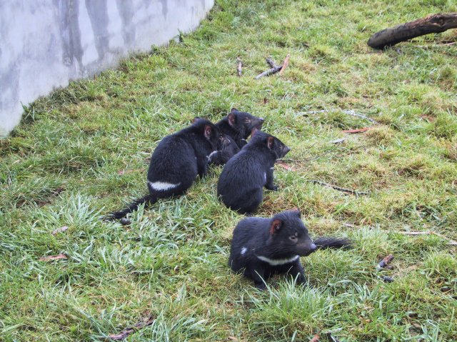 Tasmanian Devil Park.