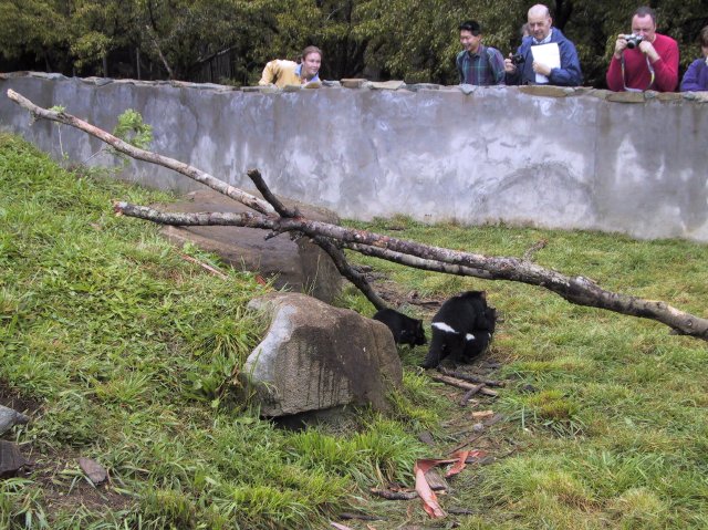 Tasmanian Devil Park.