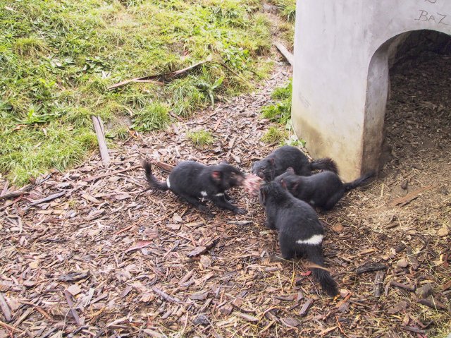 Tasmanian Devil Park.