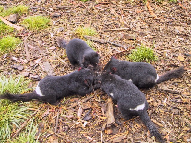 Tasmanian Devil Park.  Going in for the meat.