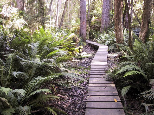 Ferns and dianella