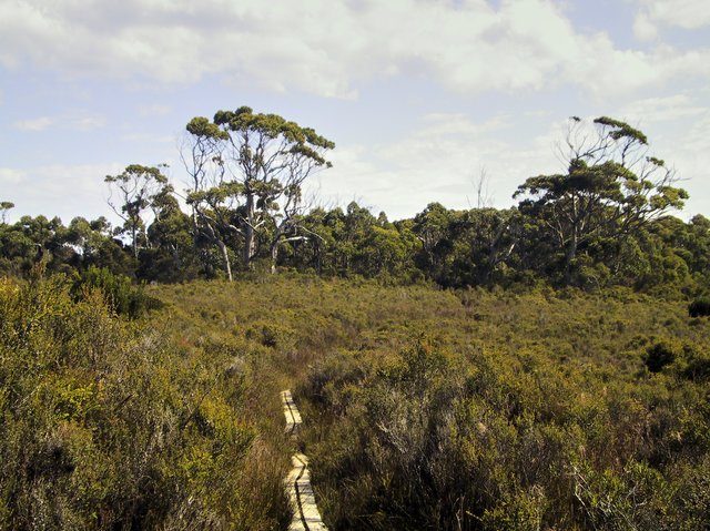 Tasmanian bush has a curious orange tinge to it... it's not just the crappy camera