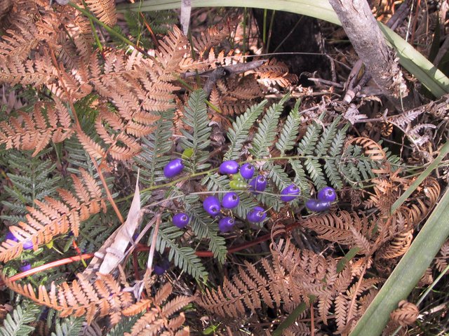 Dianella berries