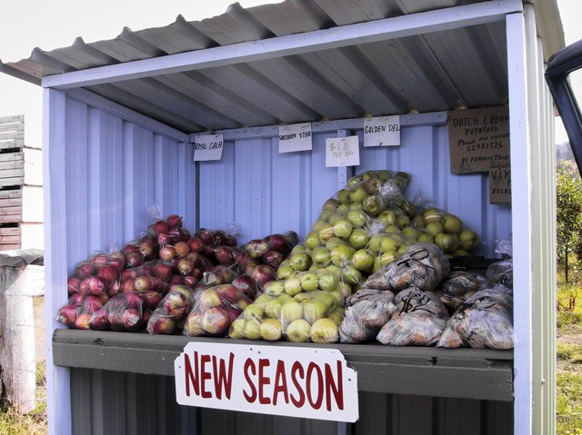 Apples were just starting to come into season.