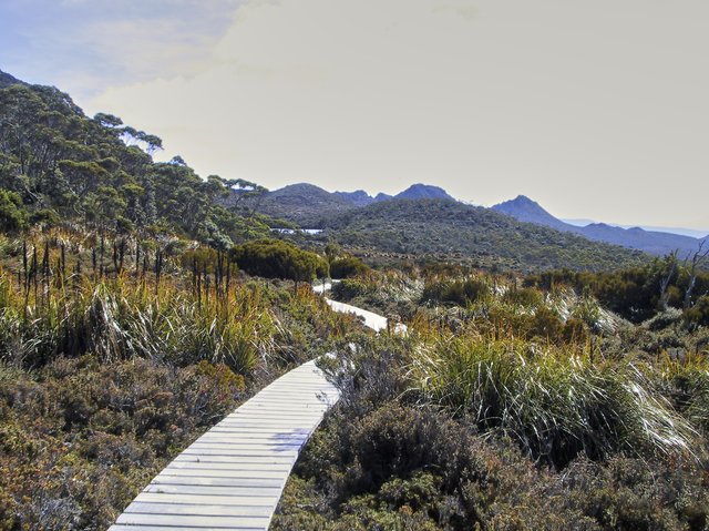 Lake Osborn, Hartz Mountain National Park, Tasmania.  Restios are an odd plant family.