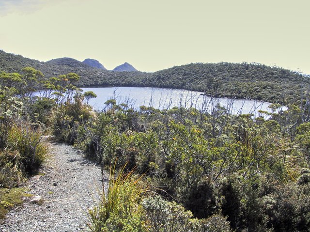 Hartz Mountain National Park, Tasmania.  Restios are an odd plant family.