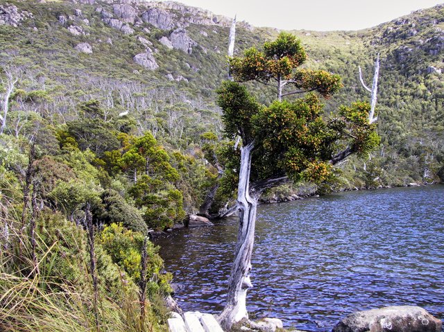 Athrotaxis selaginoides