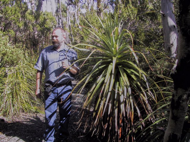 And me!  Pandani is Richea pandanifolia