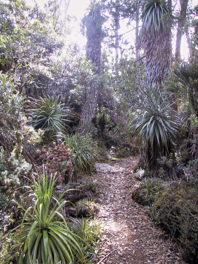 At the north end of Lake Dobson.  These are the densest and tallest stands of pandani we found in our month in Tasmania.