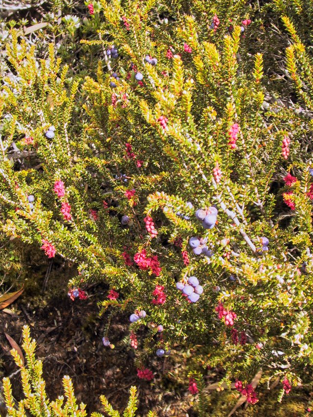 An epacrid, possibly Trochocarp thymifolia.