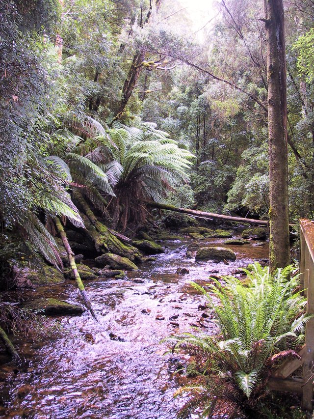 Ferns and moist