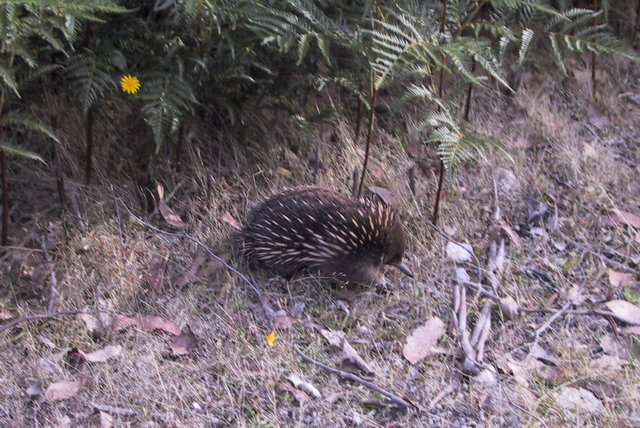 Echidna