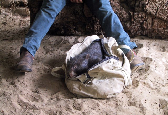 Wombat, Healesville Wildlife Sanctuary