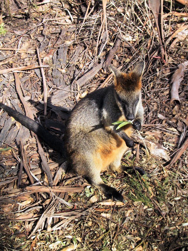 Healesville Wildlife Sanctuary