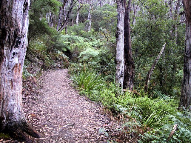 Mt Bishop track