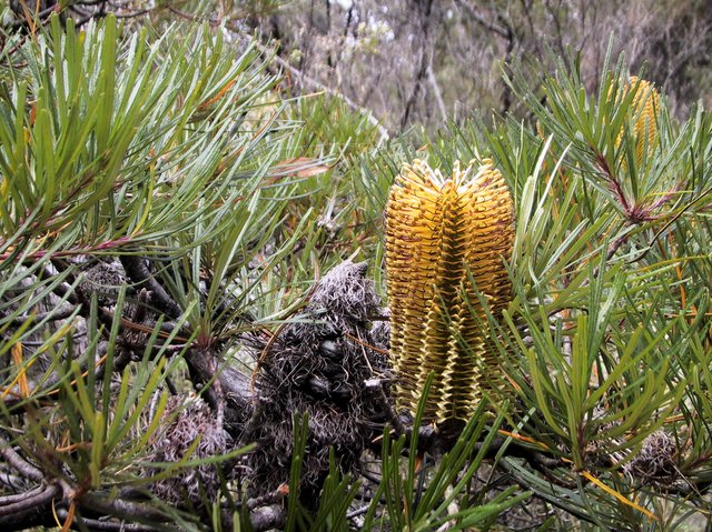 Banksia, Wilsons Prom