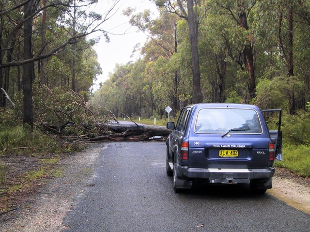 Tree down on the road to Orbost