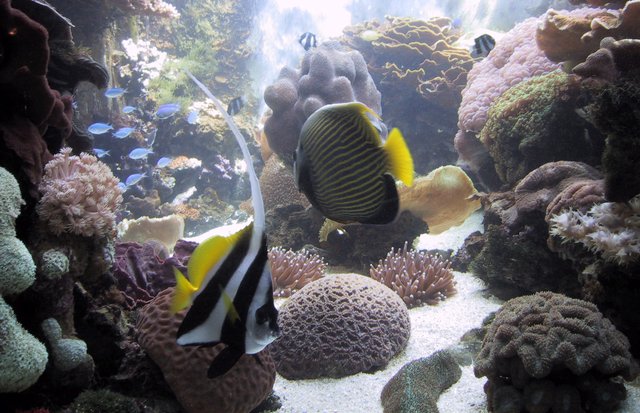 You could see this pretty much by walking 50 meters out into the bay.  Same fish, same sponges and corals and anenomes!