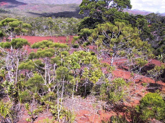 At the Col de Oreunarou east of Noumea.  There's some araucaria, and some neocallistris (?)too.  In the background is a Tristania, I think.